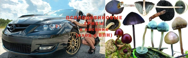сатива Зеленокумск